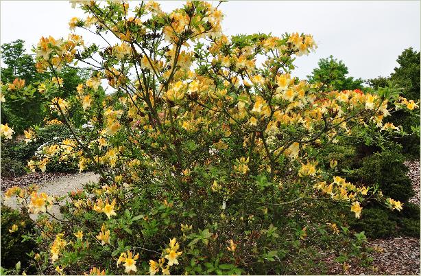 RhododendronGoldenSunsetMollisazaleahabitusfoto