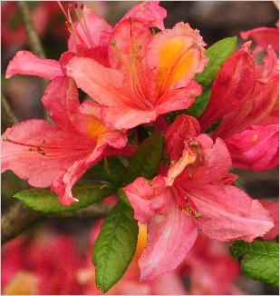 Rhododendron 'Golden Torch' hybride (R. Bambi x R. Grosclaude x griersonianum 