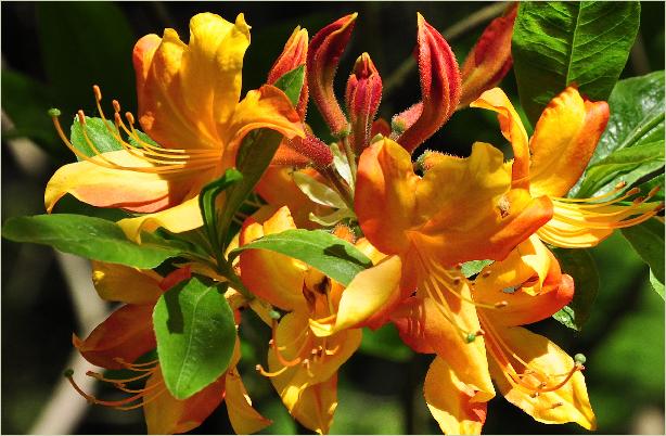 Rhododendron 'Goldlack'closeup bloemen 