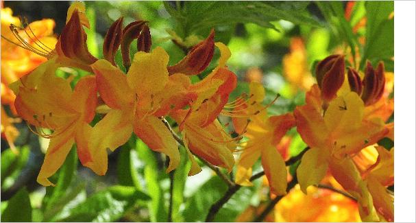 Rhododendron 'Goldlack' bloemen hybride Gentse azalea