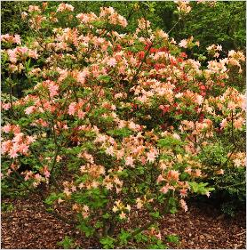 Rhododendron 'Graf von Meran 'habitus foto Harde Gentse azalea