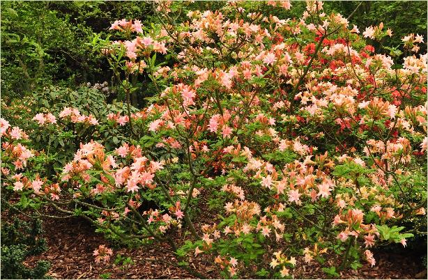 RhododendronGrafvonMeranhabitusfotoHardeGentseazalea