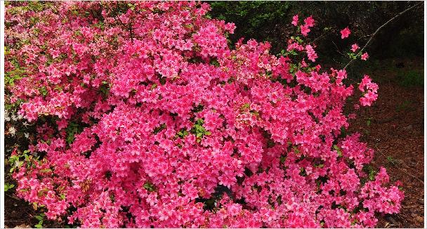 Rhododendron 'Helena' japanse azalea habitusfoto