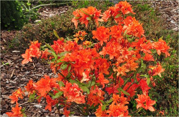 RhododendronHotspurOranjeMollisazaleahabitusfoto