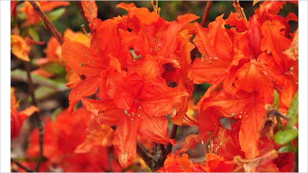 Rhododendron 'Hotspur Oranje' bloem closeup Mollis azalea