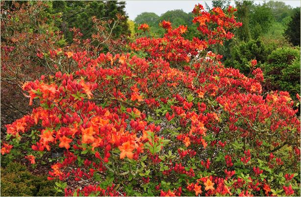 RhododendronHotspurRedhabitusfotoKnaphillExburyazalea