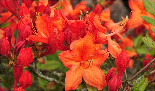 Rhododendron 'Hotspur Red' bloemfoto Knaphill Exbury azalea