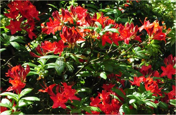 RhododendronJJennings2KnapHillExburyazaleahabitus