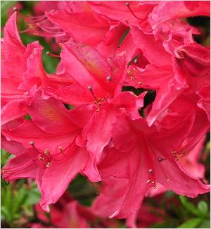 RhododendronJolieMadameViscosaazalea3