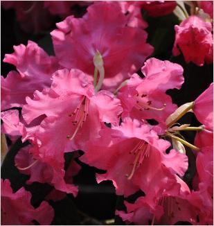 Rhododendron 'Karin' vn