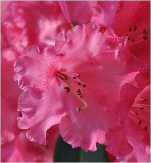 Rhododendron 'Karin' vn 4