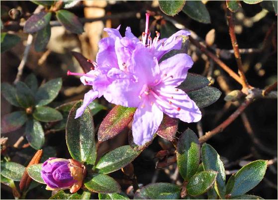 RhododendronMoerheim