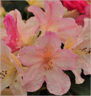 RhododendronPercyWisemancloseupbloem