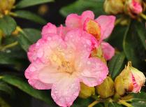 RhododendronPercyWisemanbloemvnnn