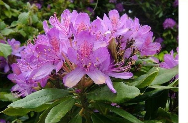 Rhododendronponticum