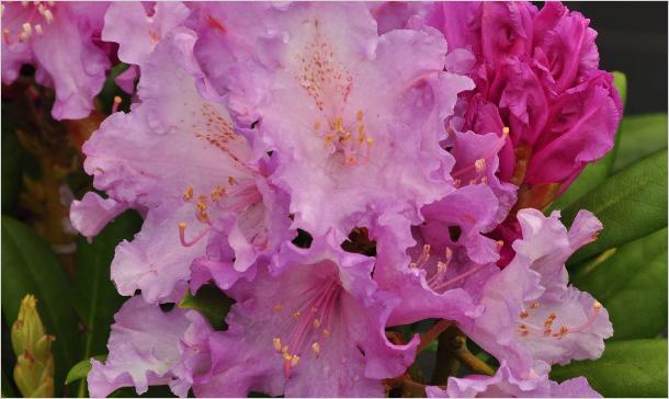 RhododendronyakushimanumCarolAllbrook