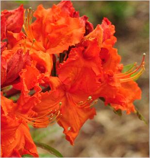 RhodododendronGibraltarKnapHillExburyazaleabloemcloseup