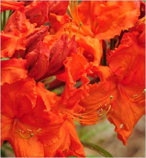 RhodododendronGibraltarKnapHillExburyazaleabloemcloseup1