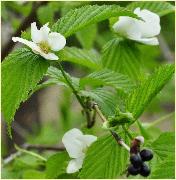 Rhodotyposscandensfotobloemenoudebes