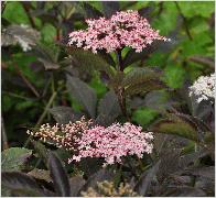 Sambucus nigra 'Guincho Purple' bloei vn