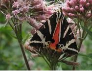 Spaanse vlag Euplagia quadripunctaria op Eupatorium