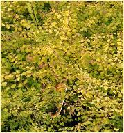 Symphoricarpos x chenaultii 'Brain de soleil' 