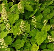 Tiarella cordifolia perzische muts