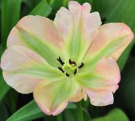 Tulipa 'Groenland'closeup vnn