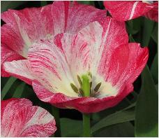 Tulipa 'Hemisphere' vnn