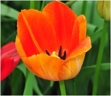Tulipa 'La Douce France'closeup vn